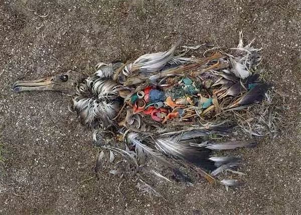 塑料可吸附持久性有机污染物和重金属,且可被鸟类及鱼类,底栖动物等
