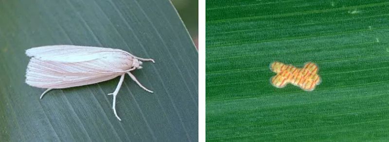 新锐恒丰 来源:杜邦先锋 ecb幼虫侵染植株 ecb幼虫侵染 西南玉米螟对