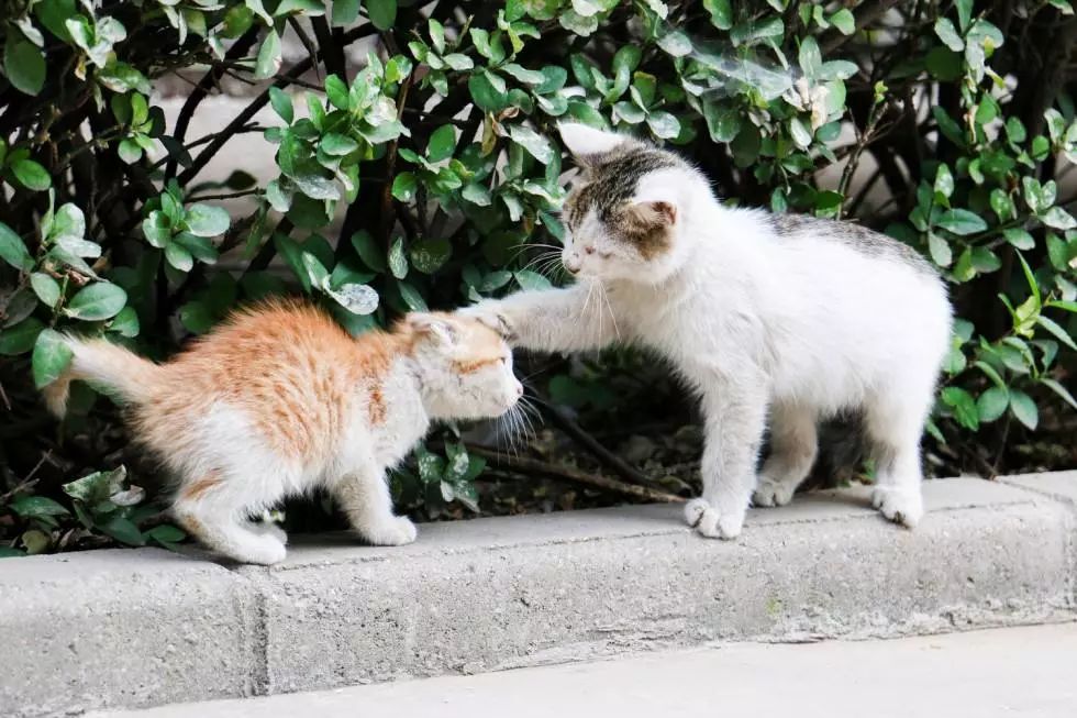 怎么给猫咪和狗搭院子_农村院子