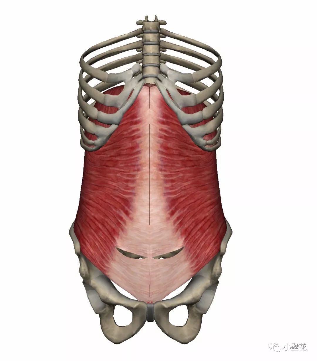 腹内斜肌和腹直肌在中层.