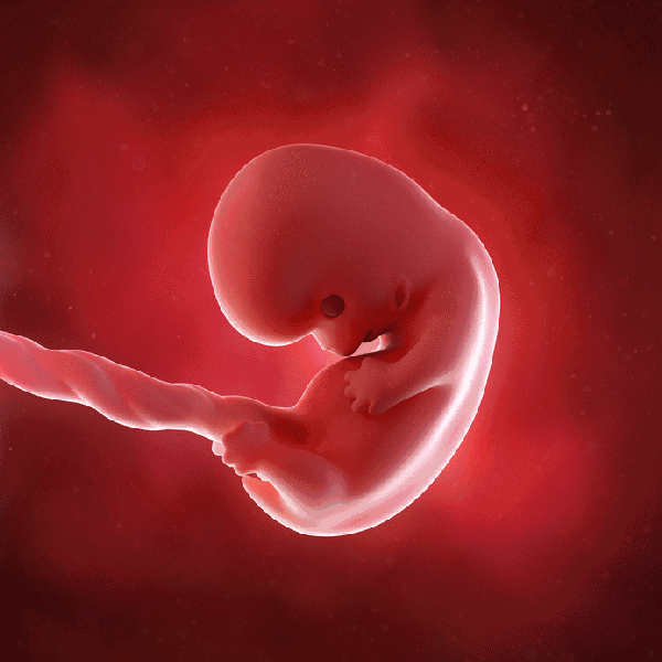 胎儿1-10月发育过程动图,更加真实的感受胎儿的成长