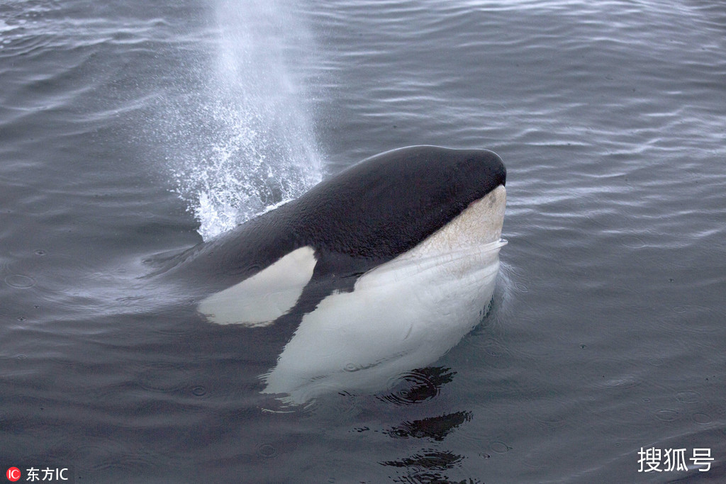 挪威虎鲸在水面旋转跳跃 向研究员以示友好