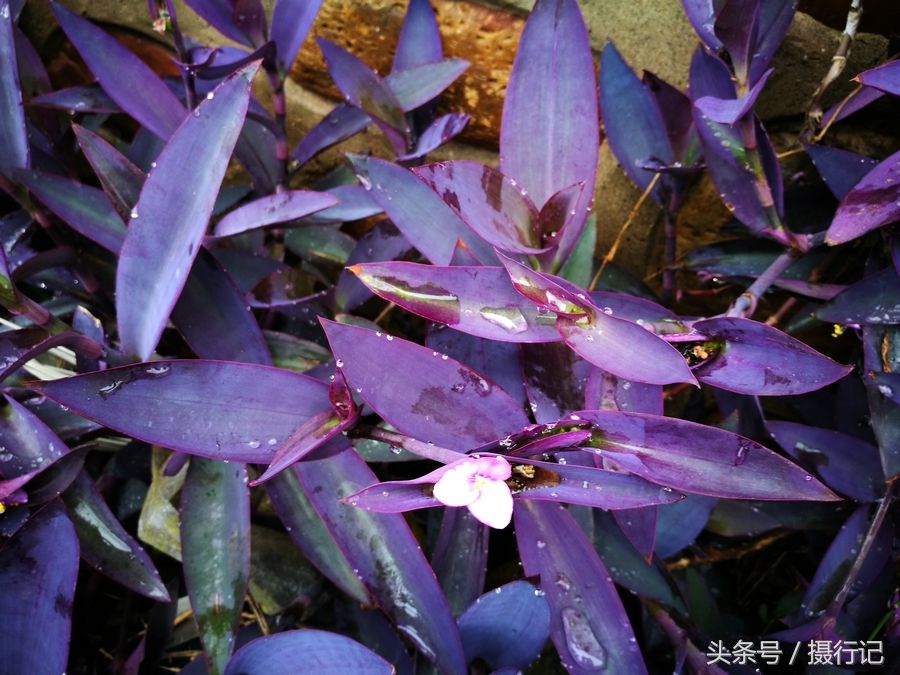 乡村荒野间似鸭跖草的植物,叶色是紫色,您认识吗?可做盆栽观赏