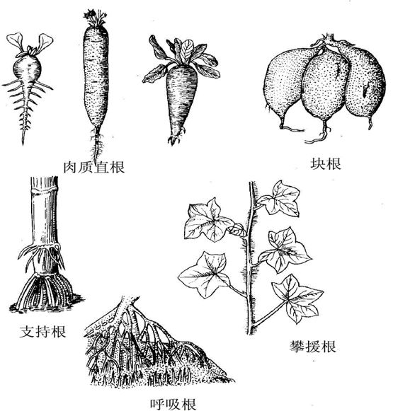 变态根是植物体在长期进化发展过程中形成的变态,是适应环境的结果.