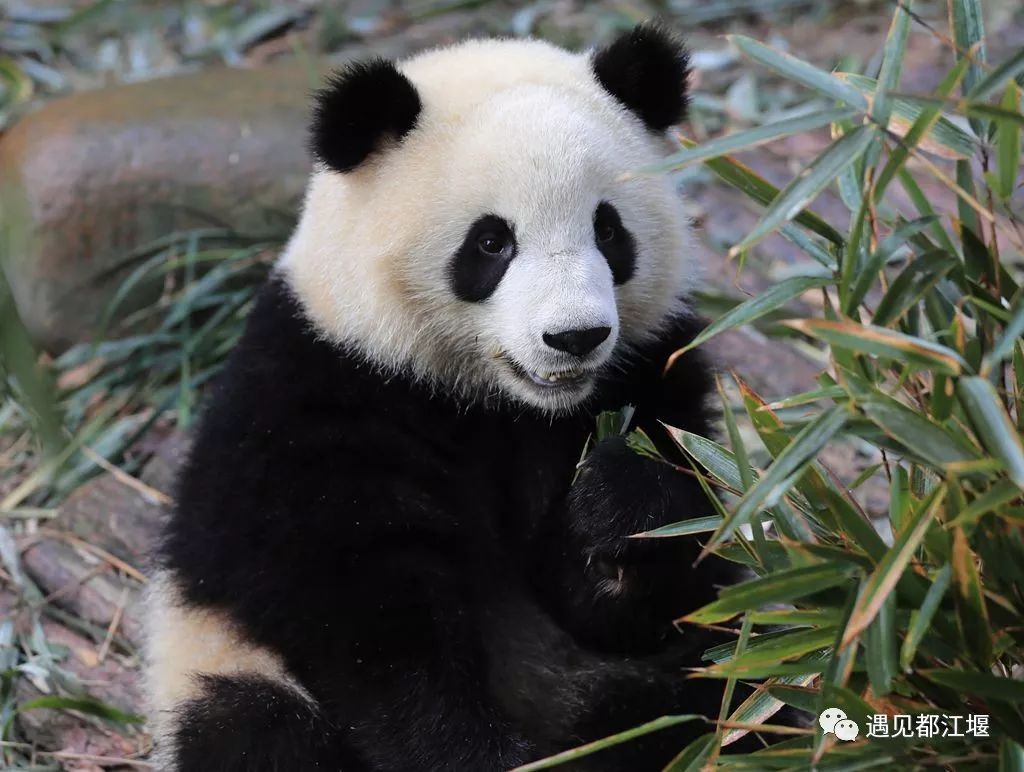 都江堰人的熊猫邻居奇缘,奇果和园满:幸福三口之家(下)