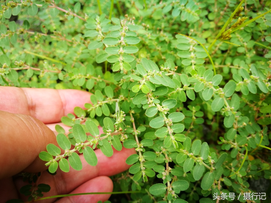 这种草在农村随处可见,在夏日里生长的特别快,这草有入药的功效.