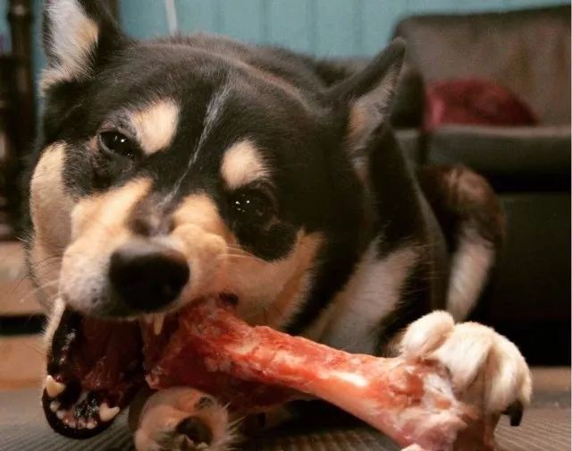 两条狗吃骨头打一成语