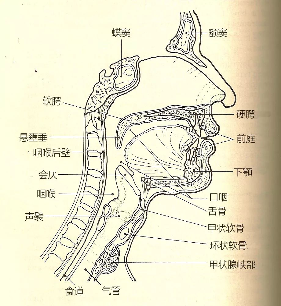 声带受损了该咋办?