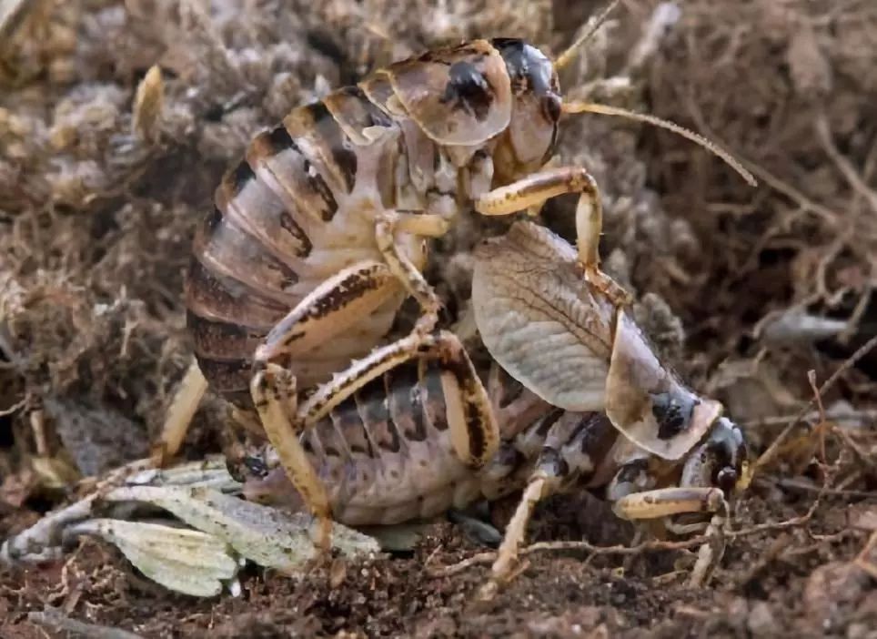 (3)雌上雄下,头尾同向 蟋蟀独有的交配方式 雌虫会靠近雄虫,接着垫高