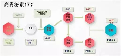 萎缩性胃炎血清胃泌素-17变化及其意义