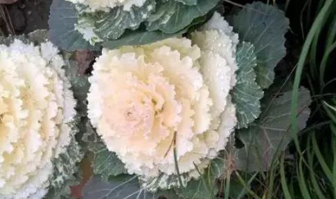 抱子甘蓝抱子甘蓝,别名芽甘蓝,子持甘蓝,十字花科芸薹属甘蓝种二年生