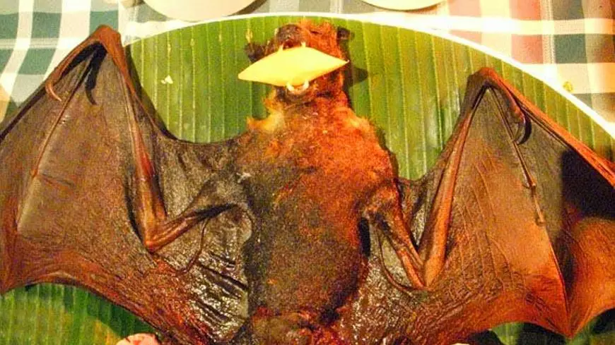 在西太平洋的帕劳,当地人与苏东坡词中的土人爱好一致,喜欢吃烤蝙蝠.