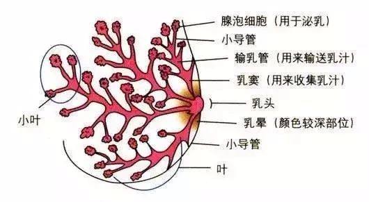 这些乳房的腺叶由乳腺导管和腺泡构成,结构好像一棵树:导管相当