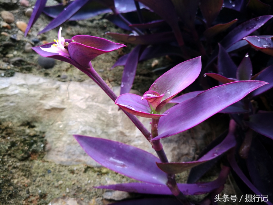 乡村荒野间似鸭跖草的植物,叶色是紫色,您认识吗?可做盆栽观赏