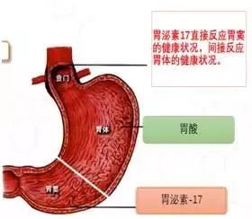 血清胃泌素17检测抽取25ml的血液就可以筛查胃癌