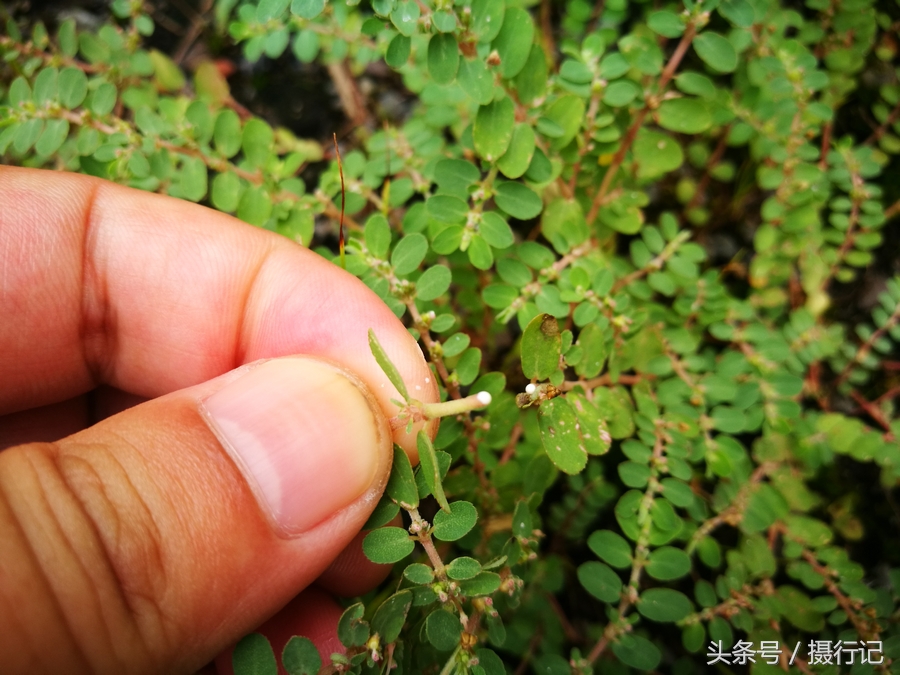 农村一种流白色浆液的植物,人们称其为"奶浆草",您见过吗