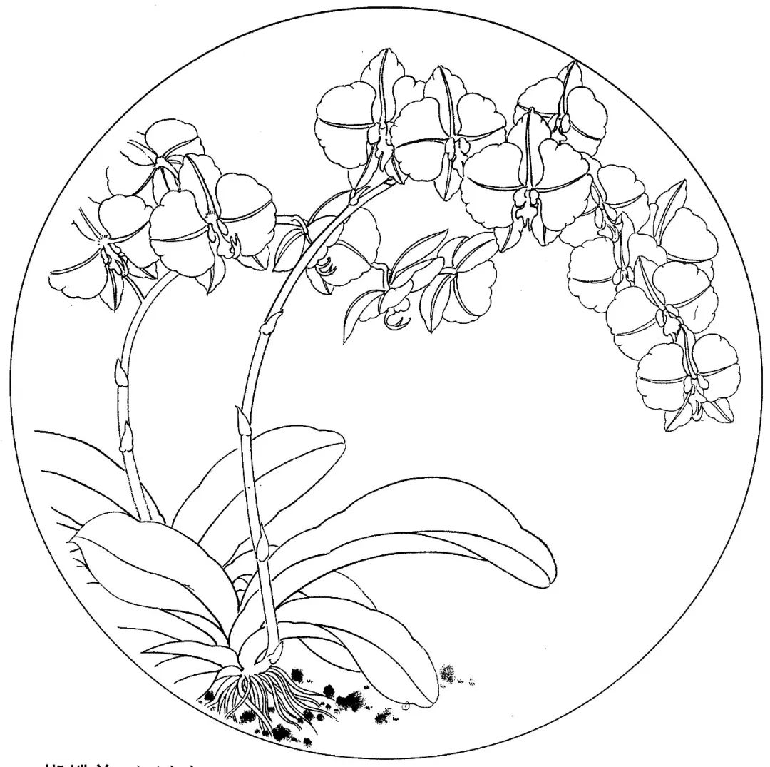 梅兰竹菊四君子国画线描素材高清81幅