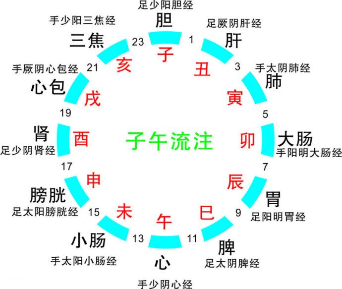 人体经络(五脏六腑)工作时间表