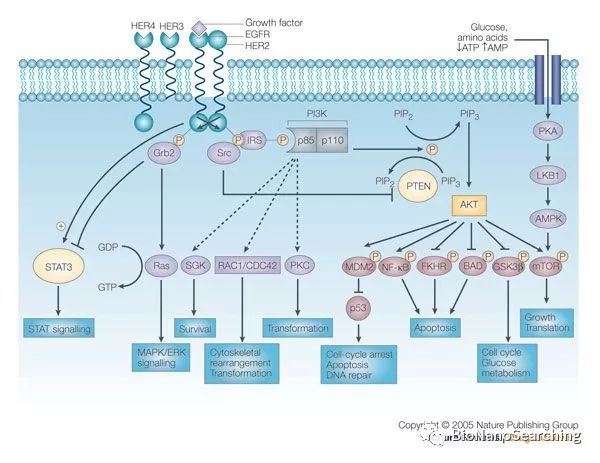 pi3kakt通路胰岛素激活pi3kaktmtor的鉴定