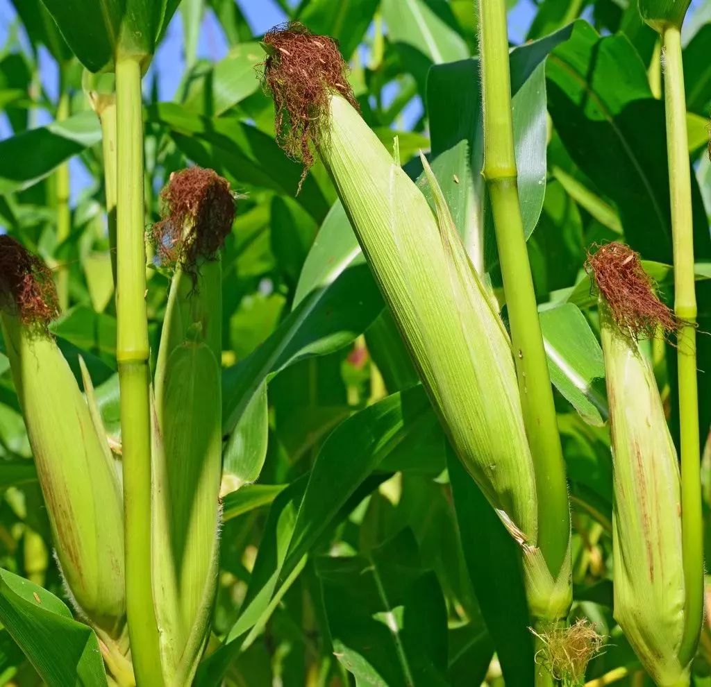 玉米地农作物高清摄影大图-千库网