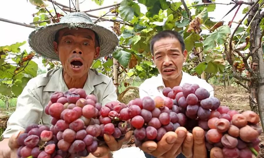 他居然说:抱歉,我一点也不同情滞销的果农!