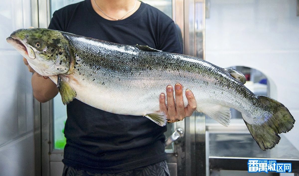 蟹棒,长蟹柳,温泉蛋, 海草,青瓜,墨鱼嘴 蟹棒与甜虾的鲜甜 加上自家