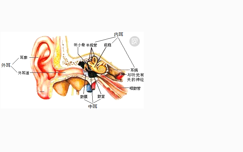 健康 正文  内耳位于颞骨,因结构走向复杂,也称迷路.