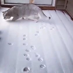 胖嘟嘟的小猫来到院子里踩雪,留下了满地的喵爪印,太萌了!