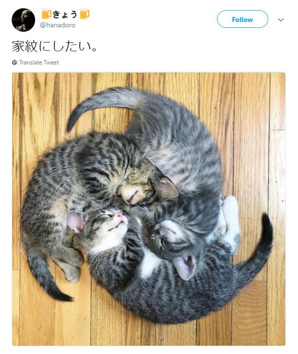 日本网友家里的猫组成了"写轮眼",感觉随时都要转动起来!