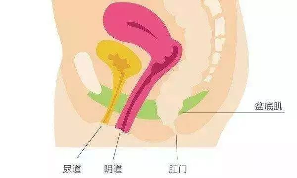 简单地说,就是子宫周围那些连接支撑子宫的组织,因各种原因支撑不住