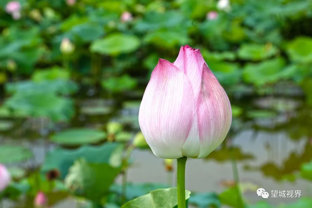 夏日骄阳