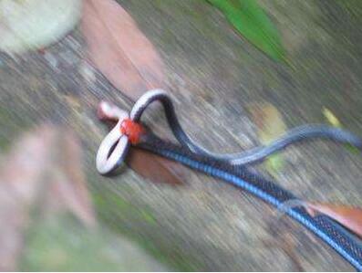 全球最漂亮十种蛇：蓝长腺珊瑚蛇 魔鬼蛇 加州红边袜带蛇