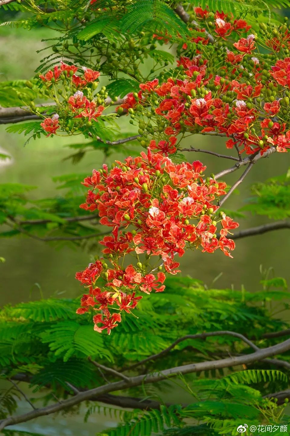 花期有两个月.我去厦门时是五月份,正是凤凰花大规模开放的时候.