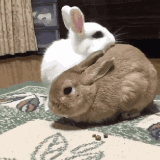 兔子养久了对主人有感情吗?