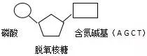 ( )dna的基本单位 脱氧核糖核苷酸