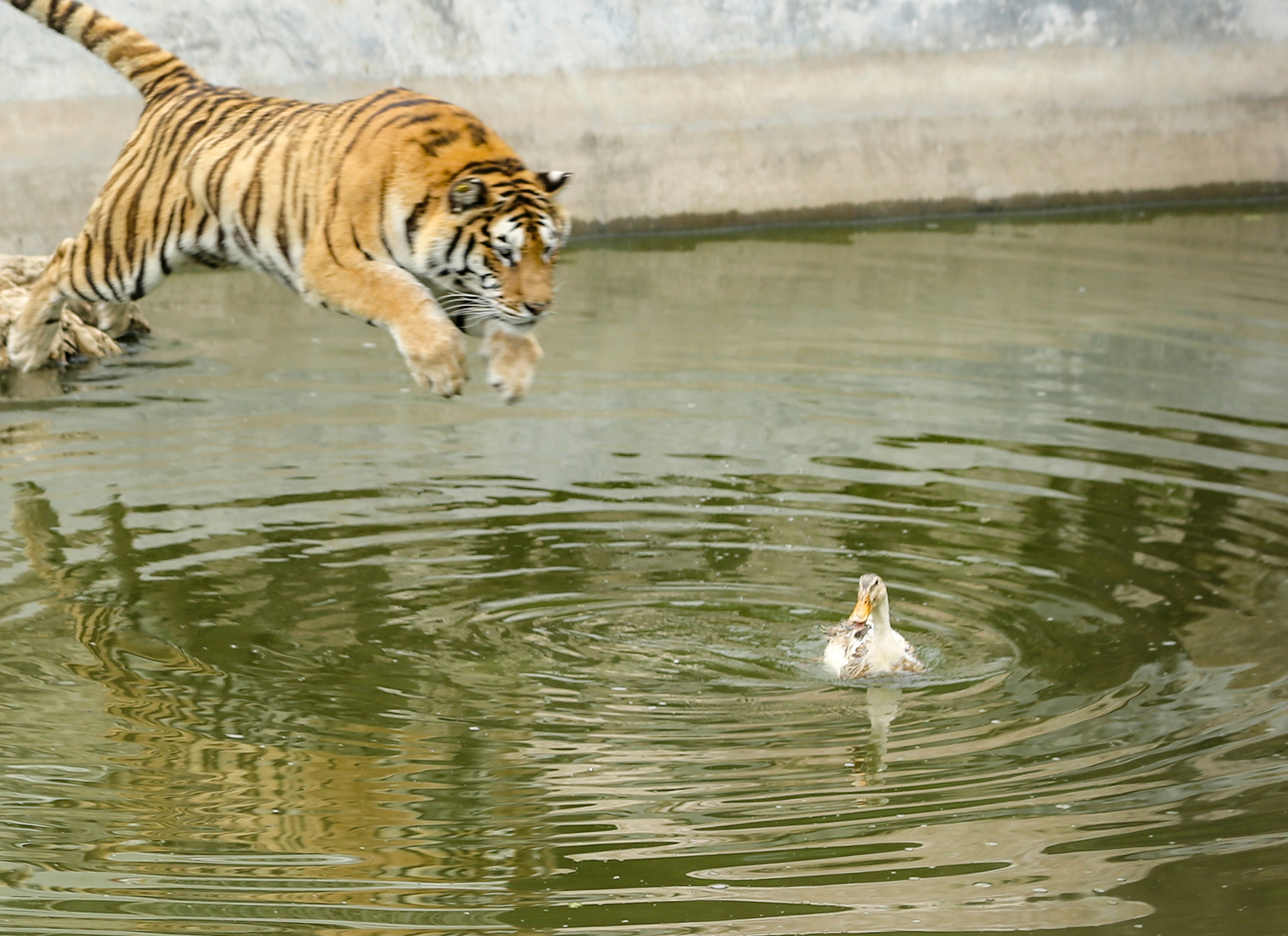 我想找那张…一只猫水下倒影是一只老虎的图片，请问谁有啊？ - 知乎