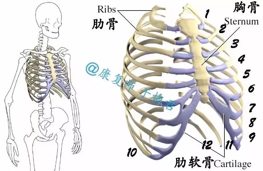 "在身体后侧胸椎通过肋椎关节和肋骨相连接,而在身体前侧肋骨通过