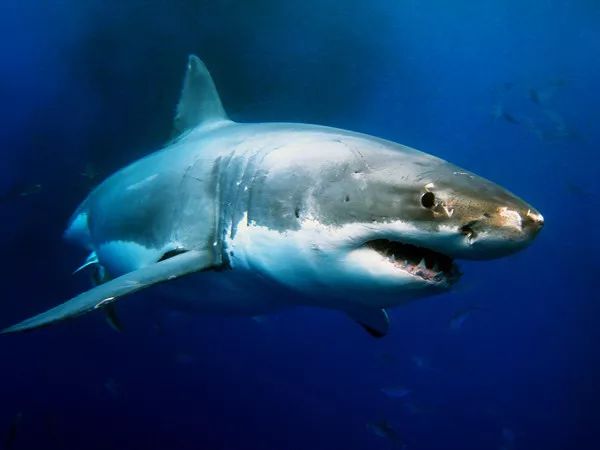 在400多种鲨鱼中,牛鲨,虎鲨,大白鲨最危险.