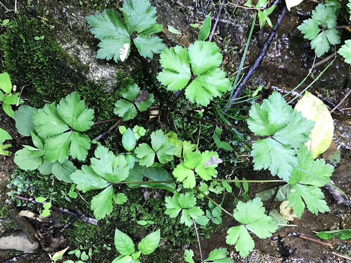 农村一种极易认错的野菜,人称"黑鹅脚板,网上一斤卖到30元