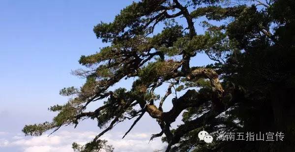 如此好色的五指山 竟然靠颜值惊艳了全世界