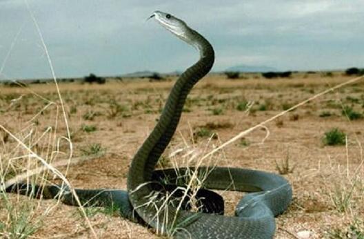 全球性最强的蛇,帝皇眼镜蛇王专吃同类_搜狐宠物