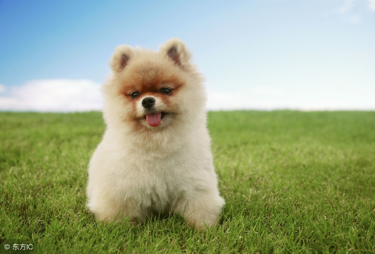 【人语讲坛】宠物犬疗愈人类心灵创伤的原理 - 杭州福派宠物服务有限公司