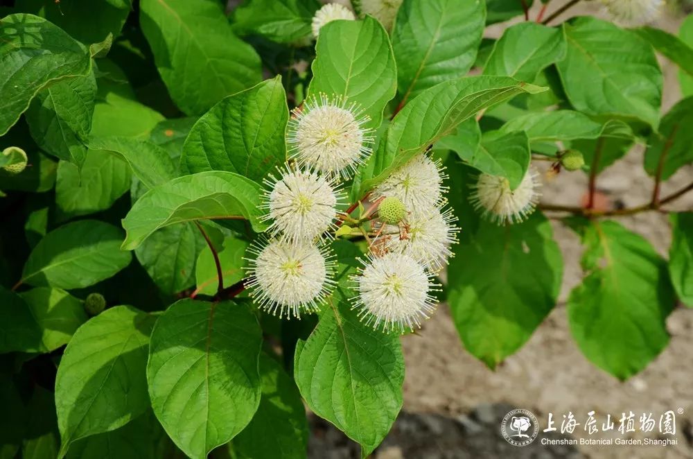 乡土植物水陆两栖的风箱树