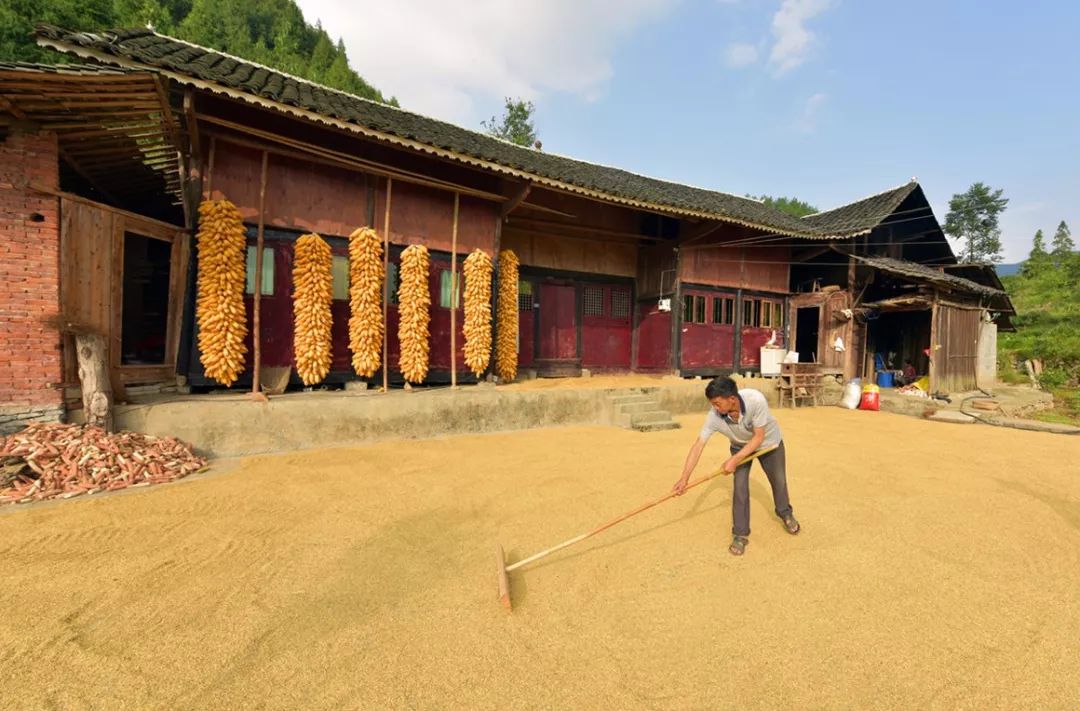 茶山49作者:董峰应标题:美丽贵州,美好生活(组图)50作者:冯贤辉标题