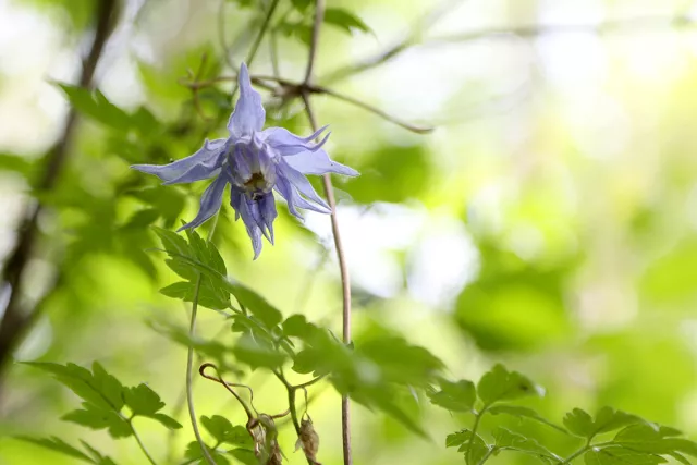 照山白叉歧繁缕金莲花龙牙草委陵菜毛蕊老鹤草美蔷薇棉团铁线莲蜻蜓兰