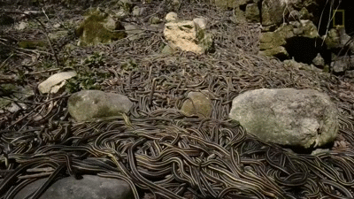 中国最"危险"景点,岛上除了上万条蛇无一活物,至今无游客敢上岛
