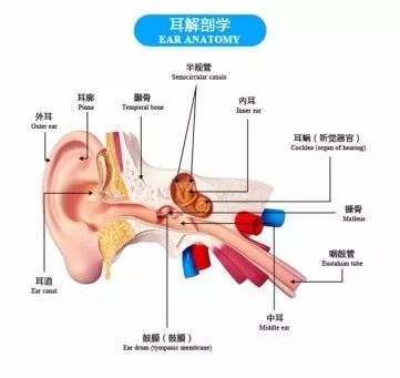 内耳前庭影响