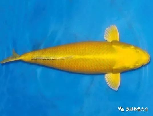 2,桔黄金锦鲤:鱼体为纯桔黄色3,灰黄金锦鲤:鱼体银灰色,无鳞.