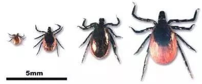 的主要是全沟硬蜱(ixodes persulcatus),在欧洲主要是篦子硬蜱(ixodes