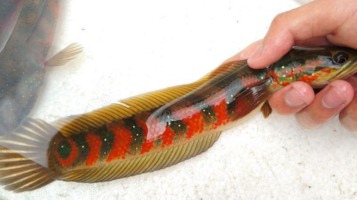 它头圆如蛇,口大牙利,在广西山区被称做鱼中珍品的"七星鱼"